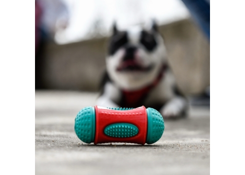 Freedog maiuselelu Peanut koerale 6x13cm