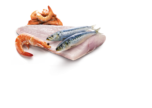 Farmina Ocean Sea Bass, Sardine & Shrimp kassikonserv